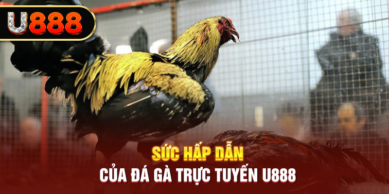 Sức hấp dẫn Đá gà trực tuyến U8888